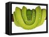 Green Tree Python-Martin Harvey-Framed Stretched Canvas