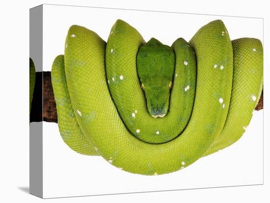 Green Tree Python-Martin Harvey-Stretched Canvas