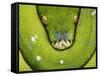 Green Tree Python-Martin Harvey-Framed Stretched Canvas