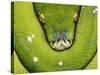 Green Tree Python-Martin Harvey-Stretched Canvas