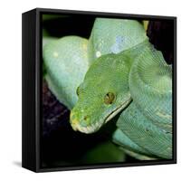 Green Tree Python-null-Framed Stretched Canvas