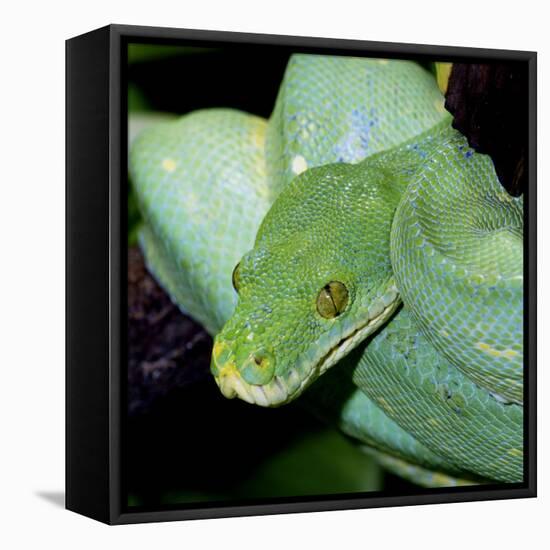 Green Tree Python-null-Framed Stretched Canvas