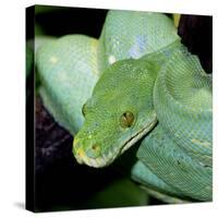 Green Tree Python-null-Stretched Canvas