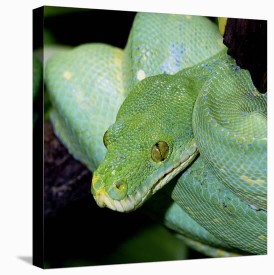 Green Tree Python-null-Stretched Canvas