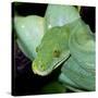 Green Tree Python-null-Stretched Canvas