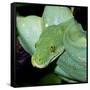 Green Tree Python-null-Framed Stretched Canvas