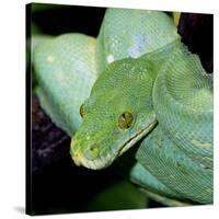 Green Tree Python-null-Stretched Canvas