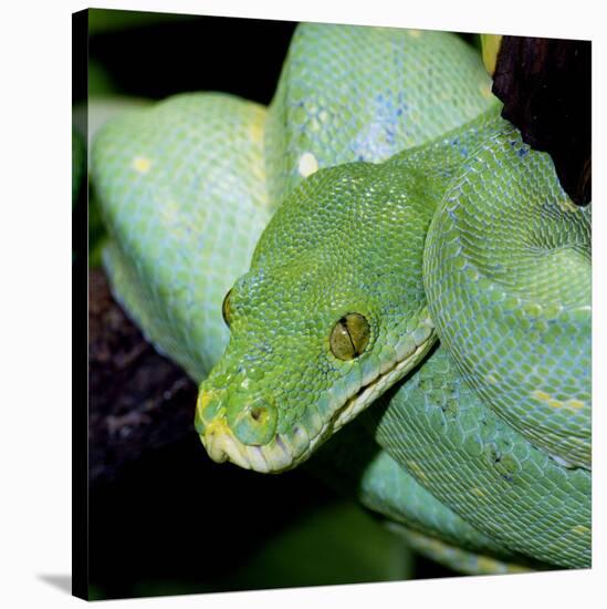 Green Tree Python-null-Stretched Canvas