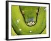 Green Tree Python-Martin Harvey-Framed Photographic Print