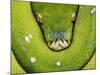 Green Tree Python-Martin Harvey-Mounted Photographic Print