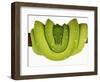 Green Tree Python-Martin Harvey-Framed Photographic Print