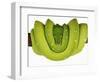 Green Tree Python-Martin Harvey-Framed Photographic Print