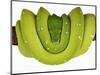 Green Tree Python-Martin Harvey-Mounted Photographic Print