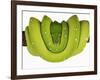 Green Tree Python-Martin Harvey-Framed Photographic Print