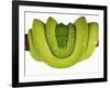 Green Tree Python-Martin Harvey-Framed Photographic Print