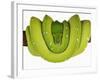 Green Tree Python-Martin Harvey-Framed Photographic Print