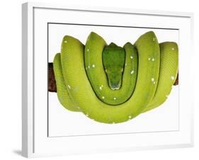 Green Tree Python-Martin Harvey-Framed Photographic Print