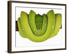 Green Tree Python-Martin Harvey-Framed Photographic Print