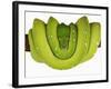 Green Tree Python-Martin Harvey-Framed Photographic Print