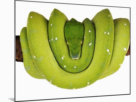 Green Tree Python-Martin Harvey-Mounted Photographic Print