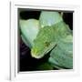 Green Tree Python-null-Framed Photographic Print