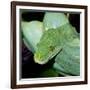 Green Tree Python-null-Framed Photographic Print