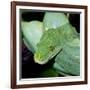 Green Tree Python-null-Framed Photographic Print