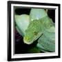 Green Tree Python-null-Framed Photographic Print