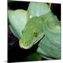 Green Tree Python-null-Mounted Photographic Print