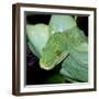 Green Tree Python-null-Framed Photographic Print