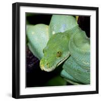 Green Tree Python-null-Framed Photographic Print