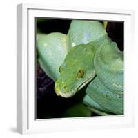 Green Tree Python-null-Framed Photographic Print