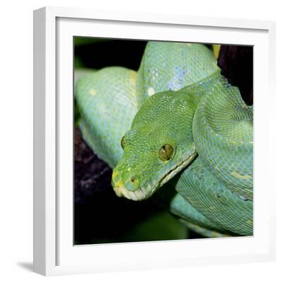 'Green Tree Python' Photographic Print | AllPosters.com