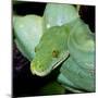 'Green Tree Python' Photographic Print | AllPosters.com