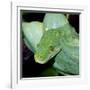 Green Tree Python-null-Framed Photographic Print