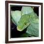 Green Tree Python-null-Framed Photographic Print