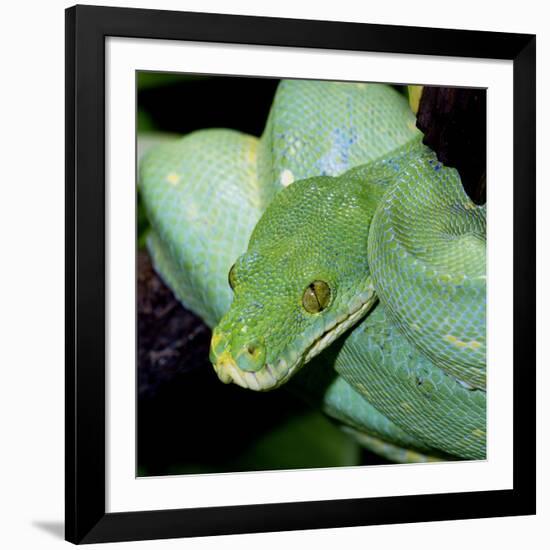 Green Tree Python-null-Framed Photographic Print