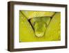 Green tree python-Adam Jones-Framed Photographic Print