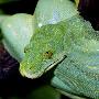 Just the Print