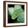 Brown Frame