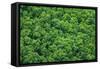 Green Trees Background-mazzzur-Framed Stretched Canvas