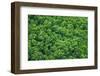 Green Trees Background-mazzzur-Framed Photographic Print