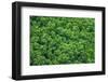 Green Trees Background-mazzzur-Framed Photographic Print