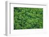 Green Trees Background-mazzzur-Framed Photographic Print