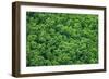 Green Trees Background-mazzzur-Framed Photographic Print