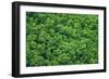 Green Trees Background-mazzzur-Framed Photographic Print