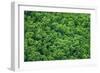Green Trees Background-mazzzur-Framed Photographic Print