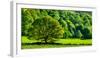 Green trees in a field, Wales-null-Framed Photographic Print