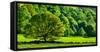 Green trees in a field, Wales-null-Framed Stretched Canvas