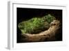 Green Trees View from the inside of the Cave-mazzzur-Framed Photographic Print